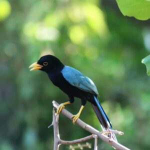 Ruta de lo Cenotes Birdwatching Experience Endemics