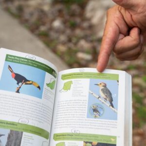 Isla de Cozumel Birdwatching Experience Endemics